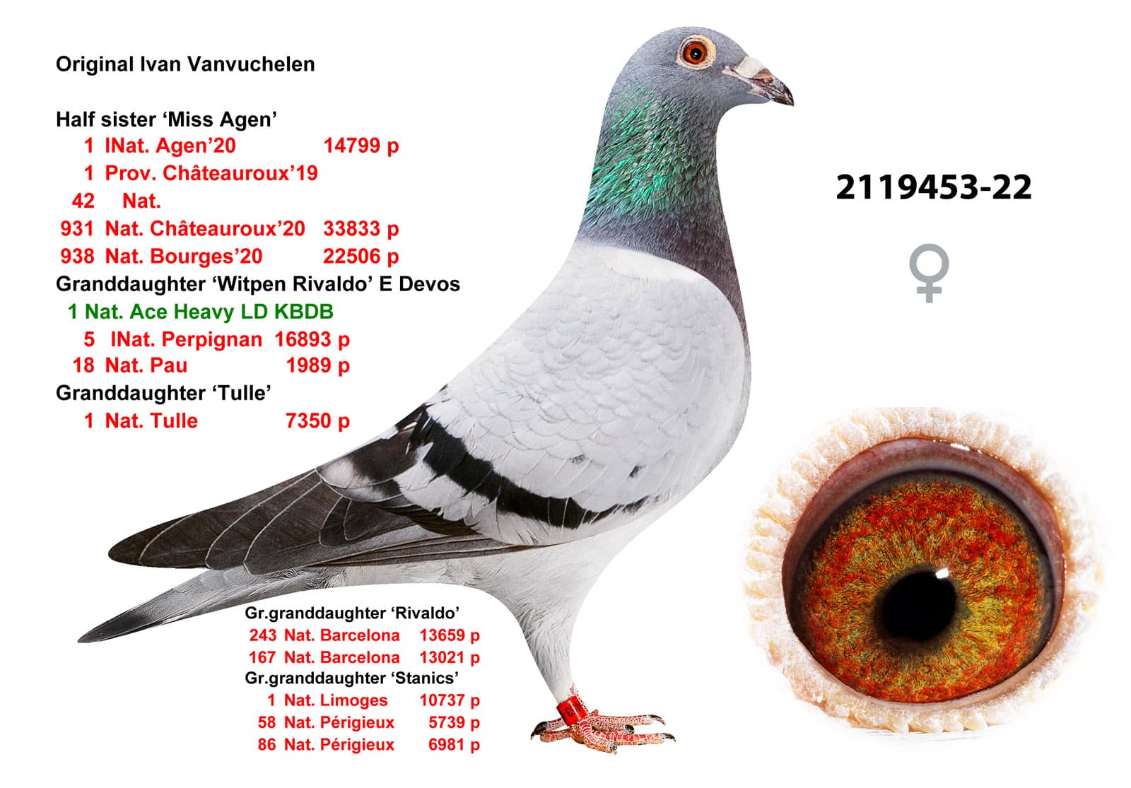 pigeon: undefined