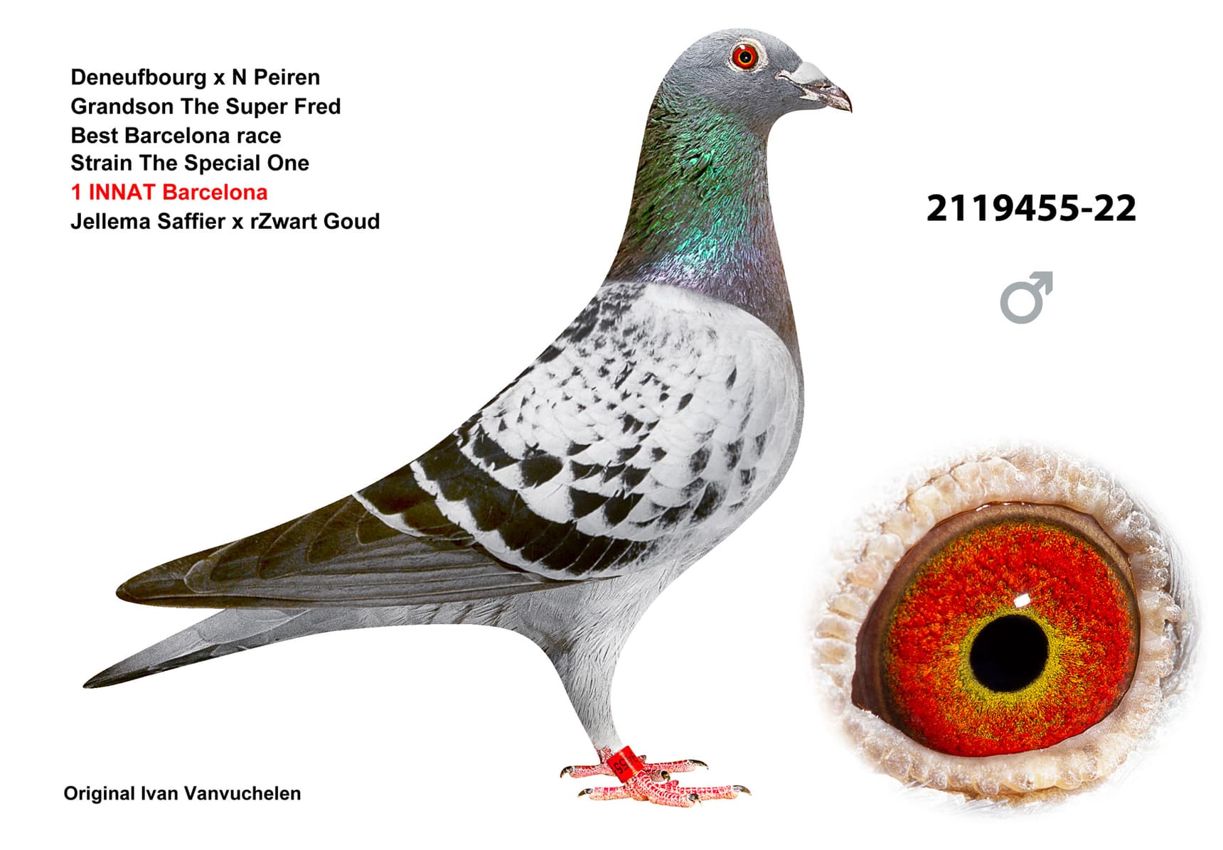 pigeon: Deneufbourg x N Peiren
