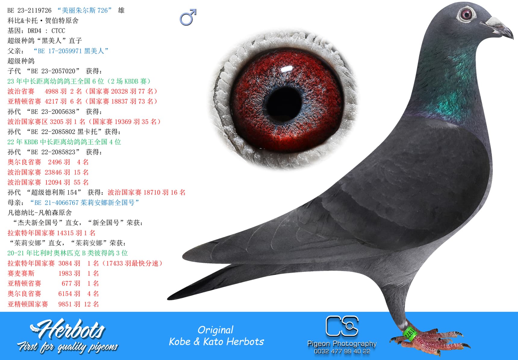 pigeon: undefined