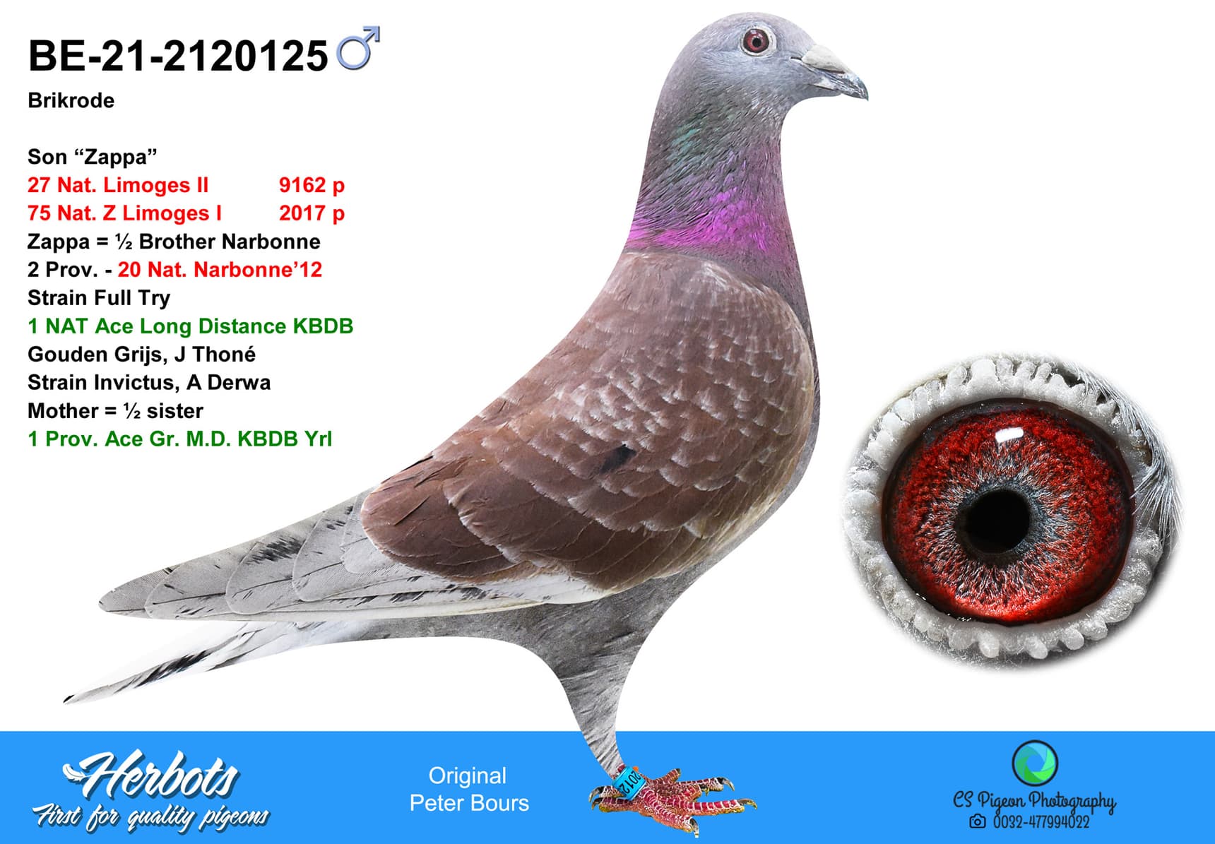 pigeon: undefined