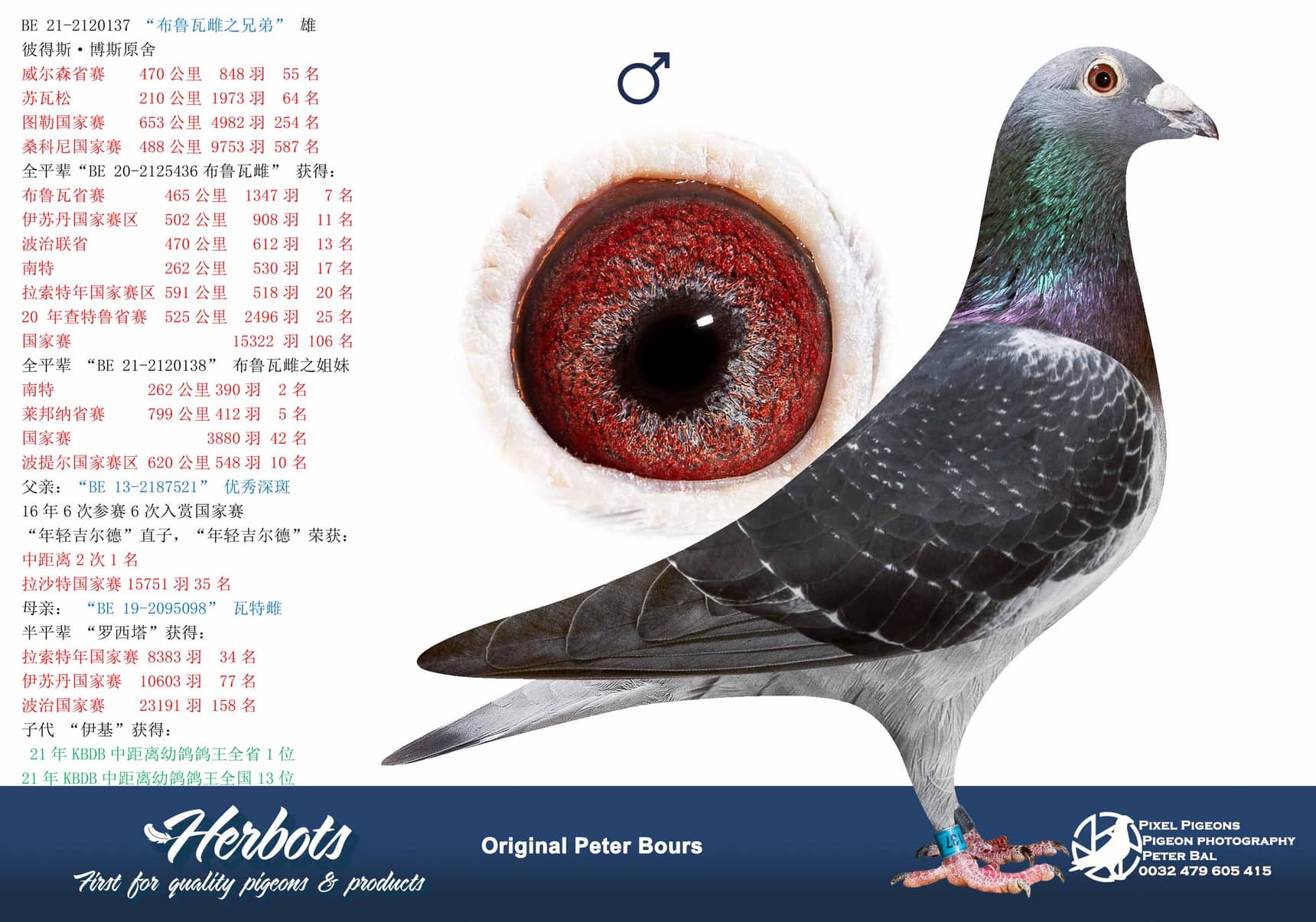 pigeon: “布鲁瓦雌之兄弟”