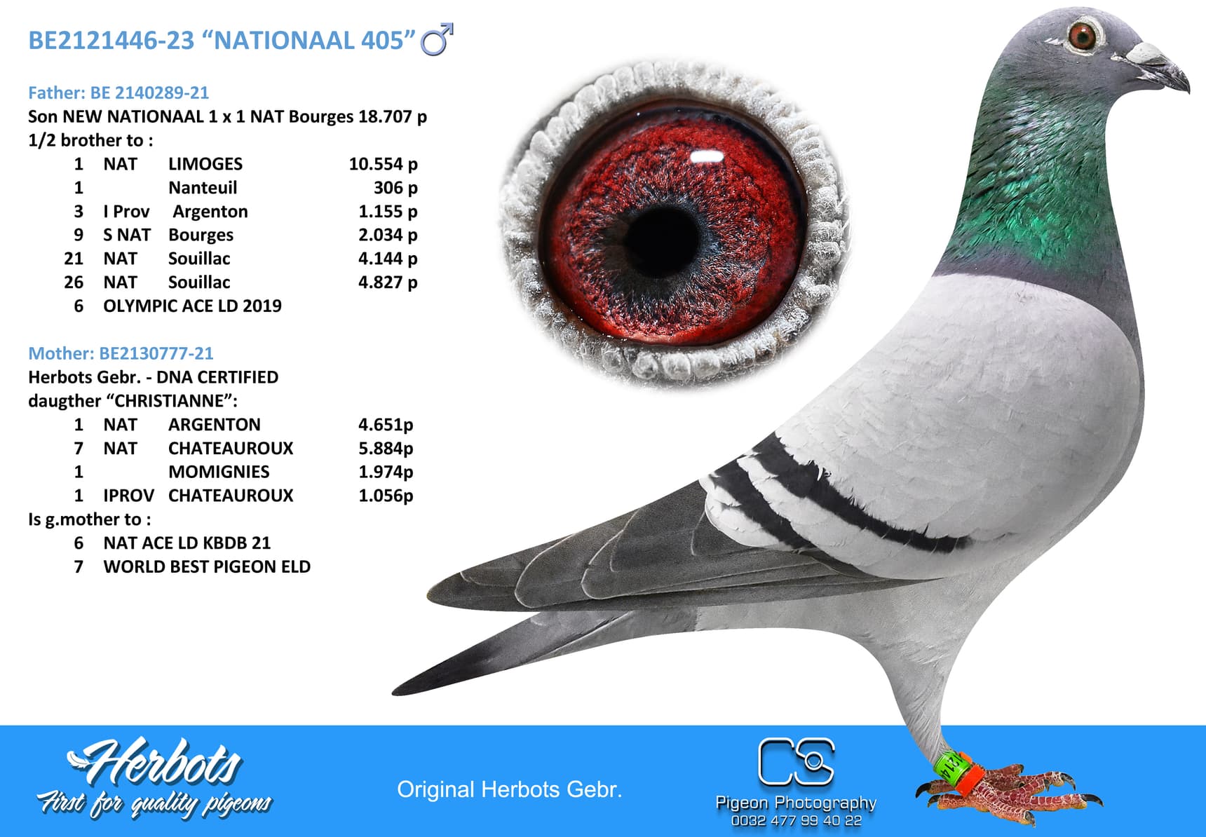pigeon: “NATIONAAL 446”