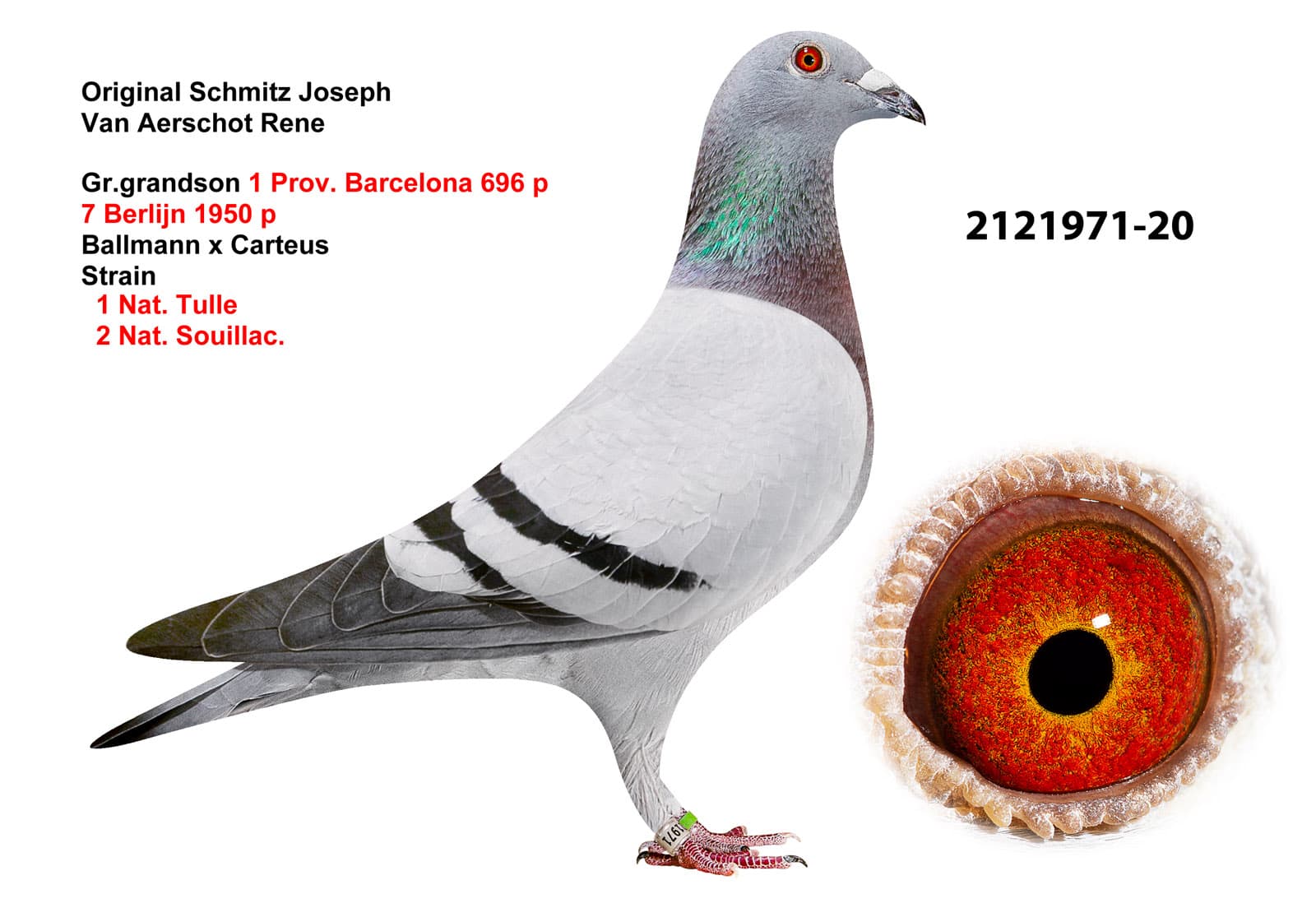 pigeon: undefined