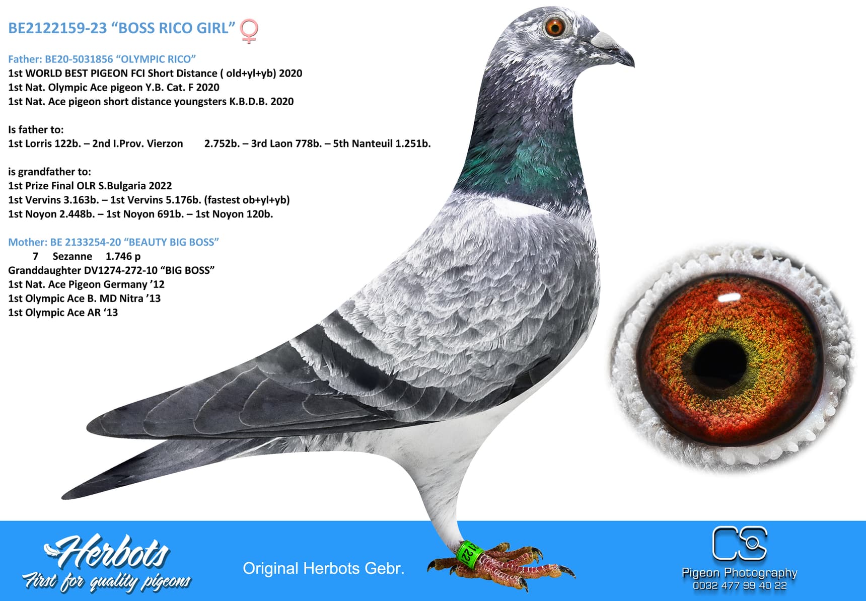 pigeon: undefined