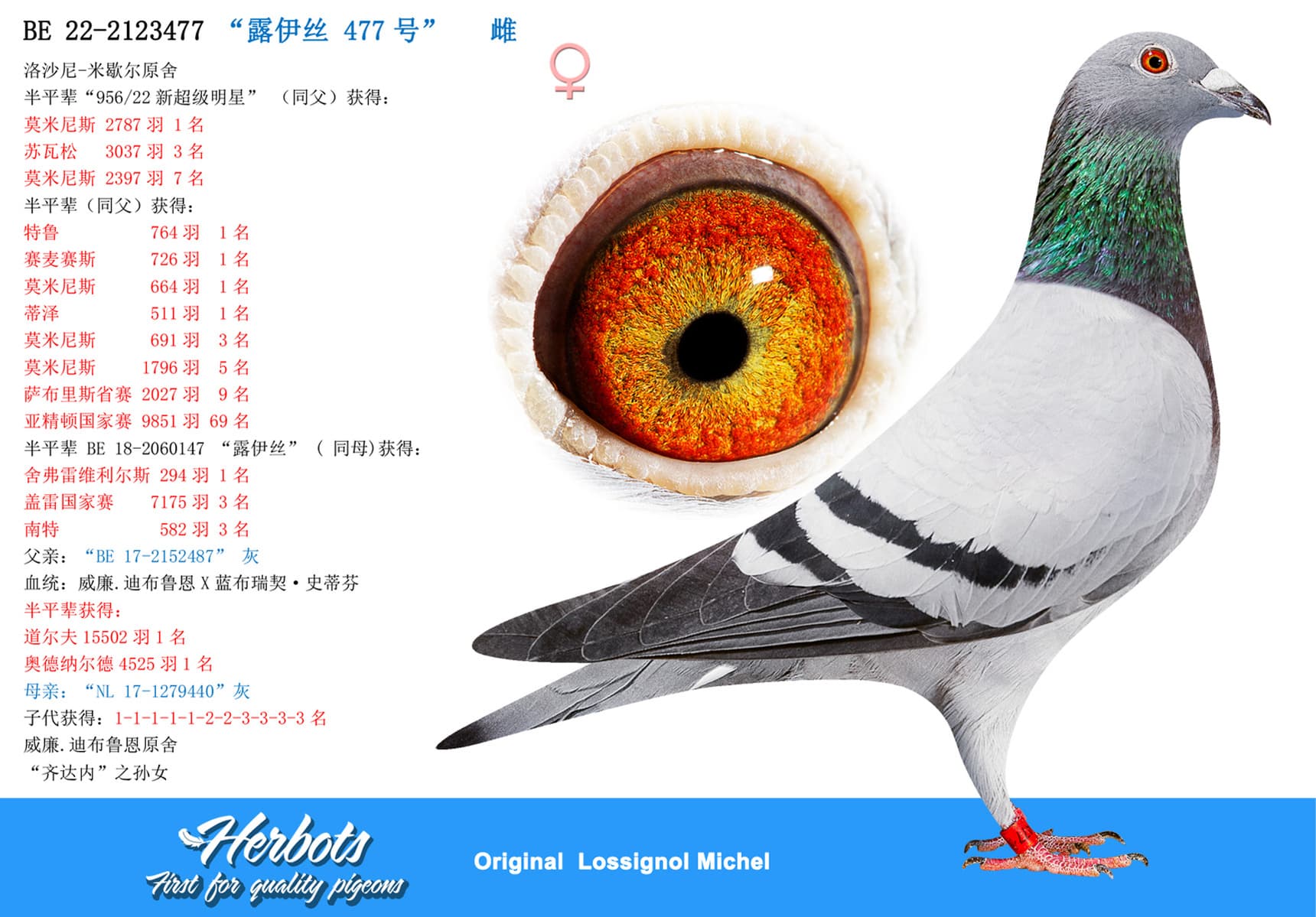 pigeon: “露伊丝 477号”