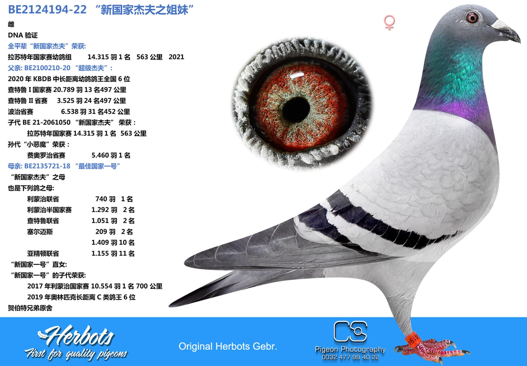 pigeon: undefined
