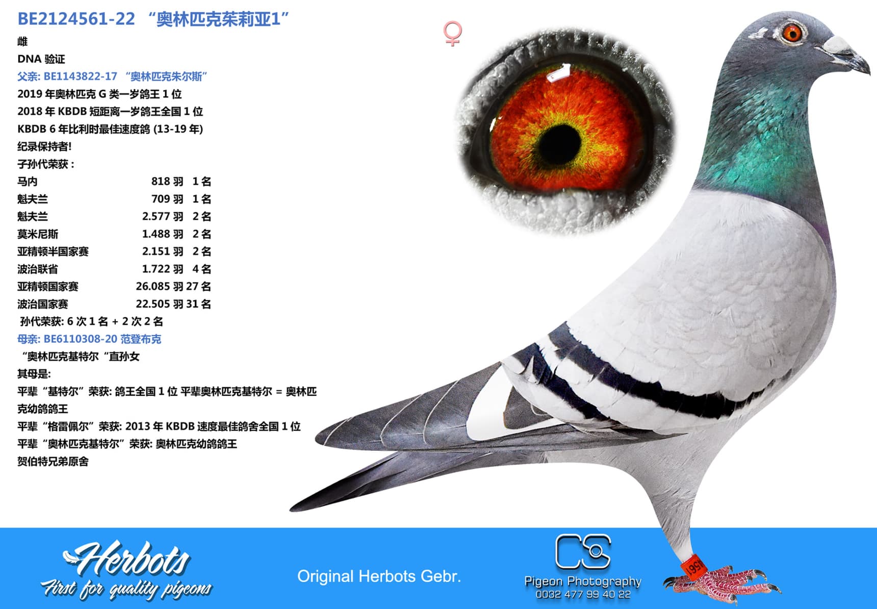 pigeon: undefined