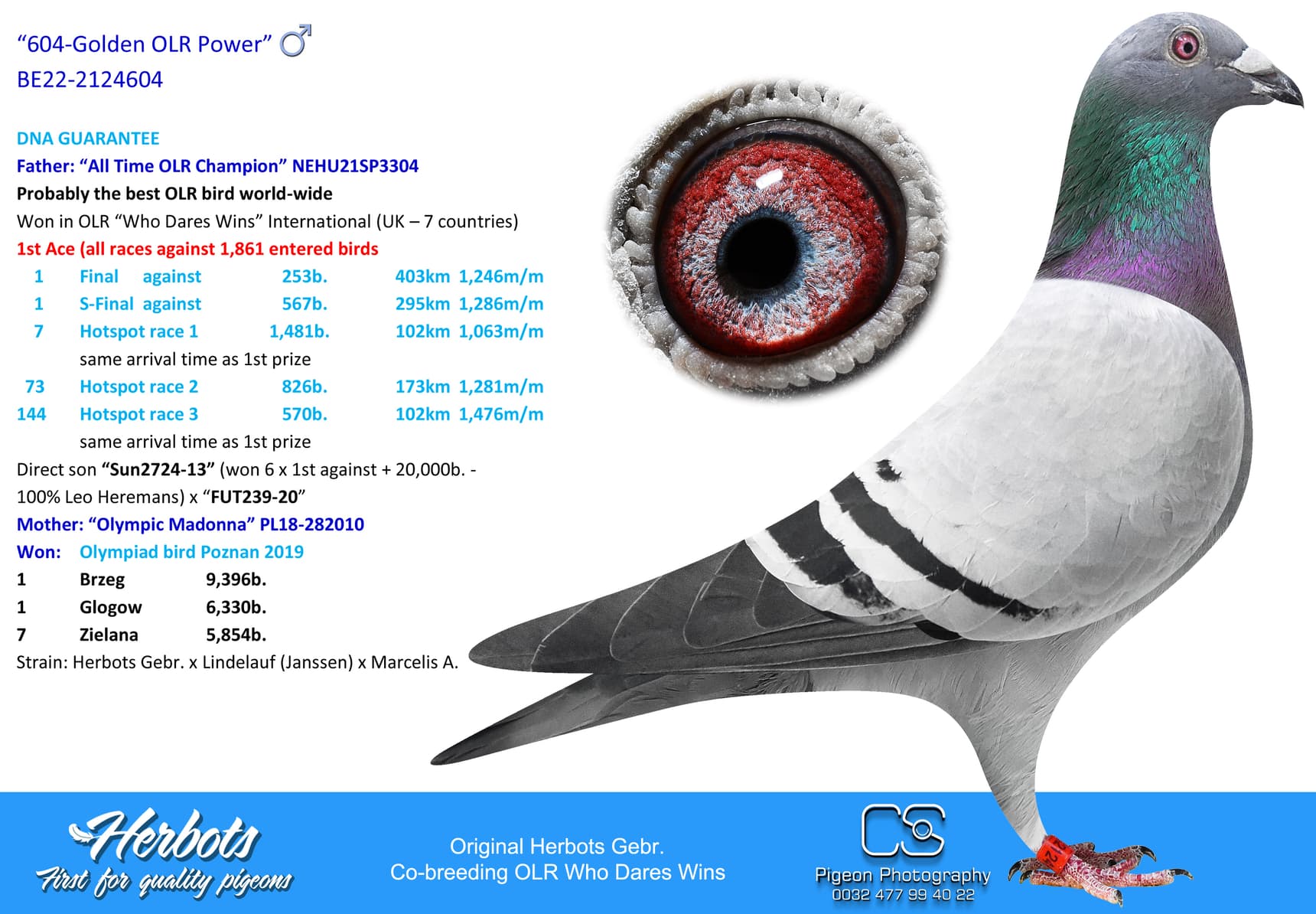 pigeon: undefined