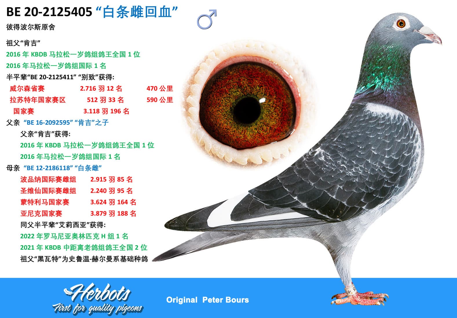 pigeon: “白条雌回血”