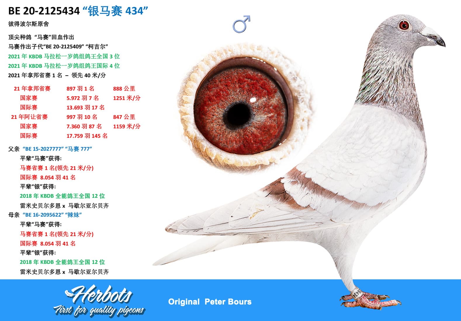 pigeon: undefined