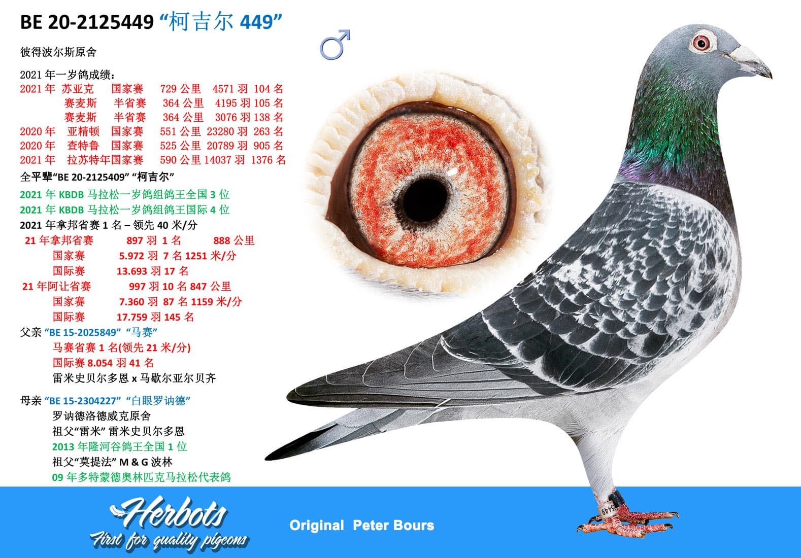 pigeon: undefined