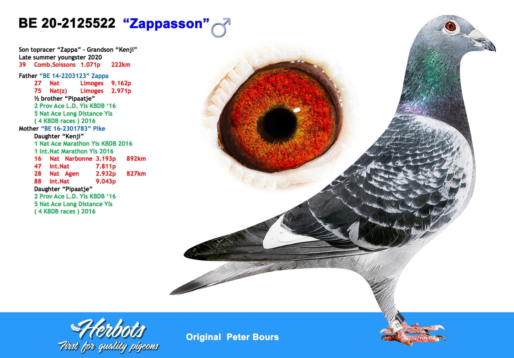 pigeon: undefined
