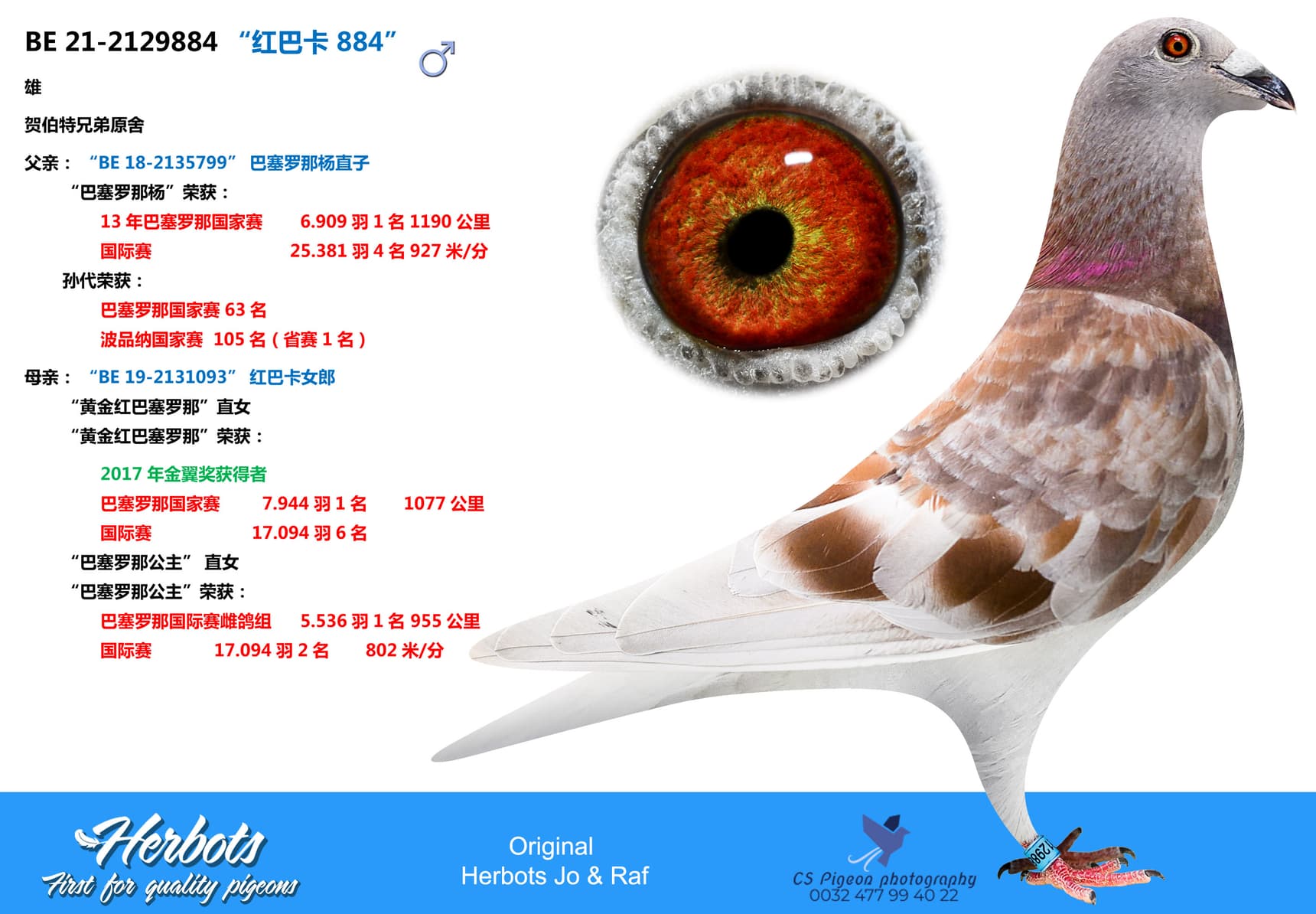 pigeon: “红巴卡 884”