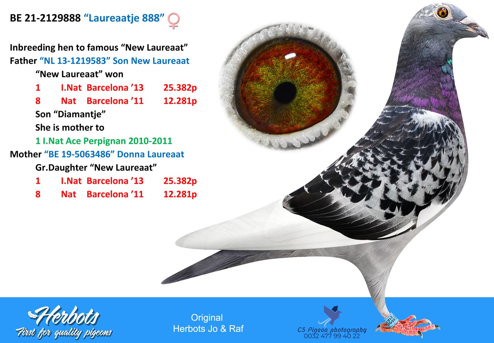 pigeon: “Laureaatje 888”