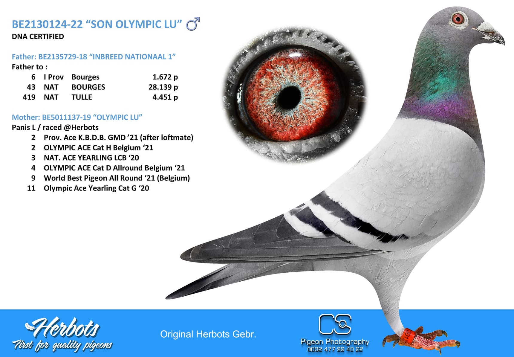 pigeon: undefined
