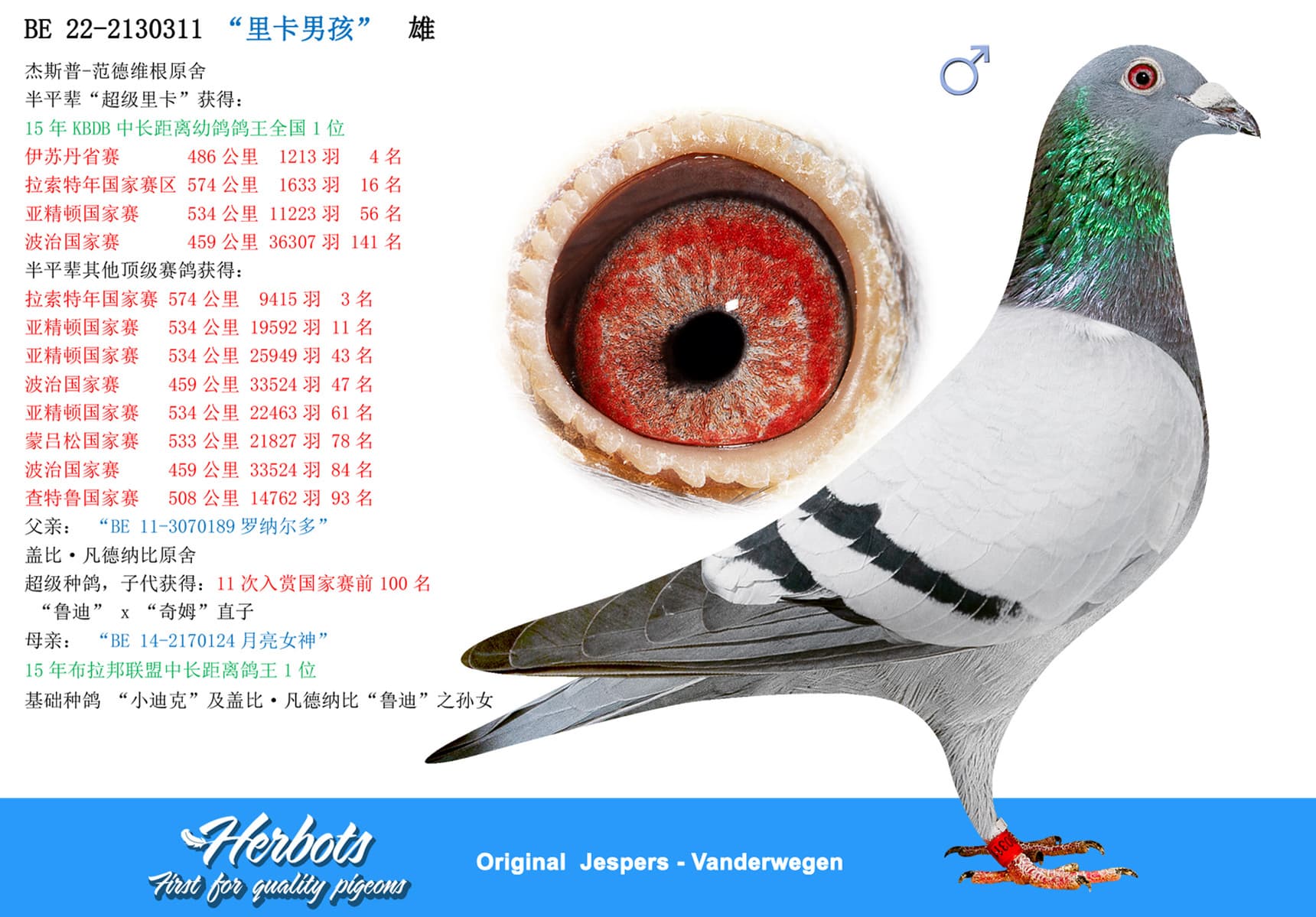 pigeon: “里卡男孩”