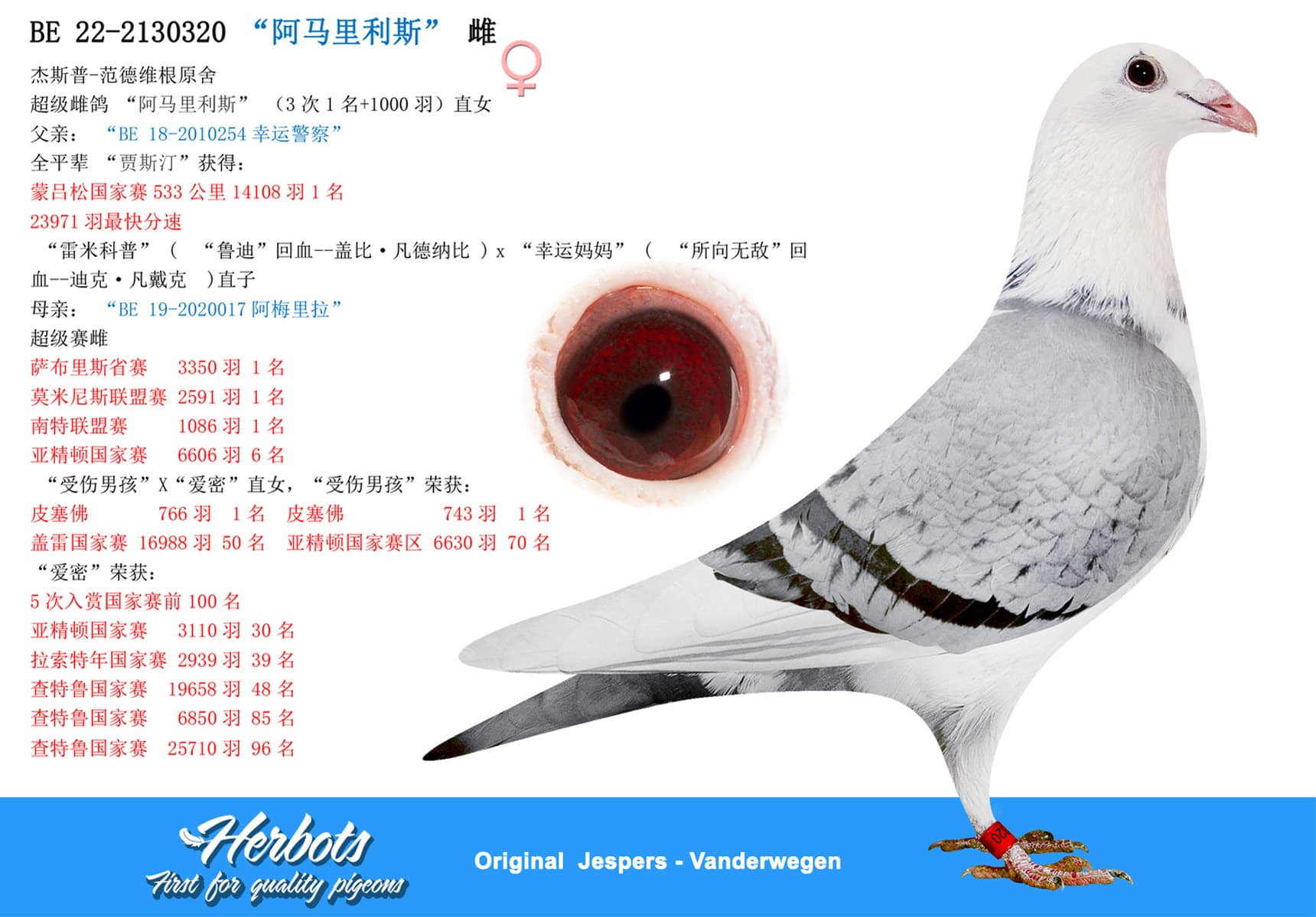 pigeon: undefined