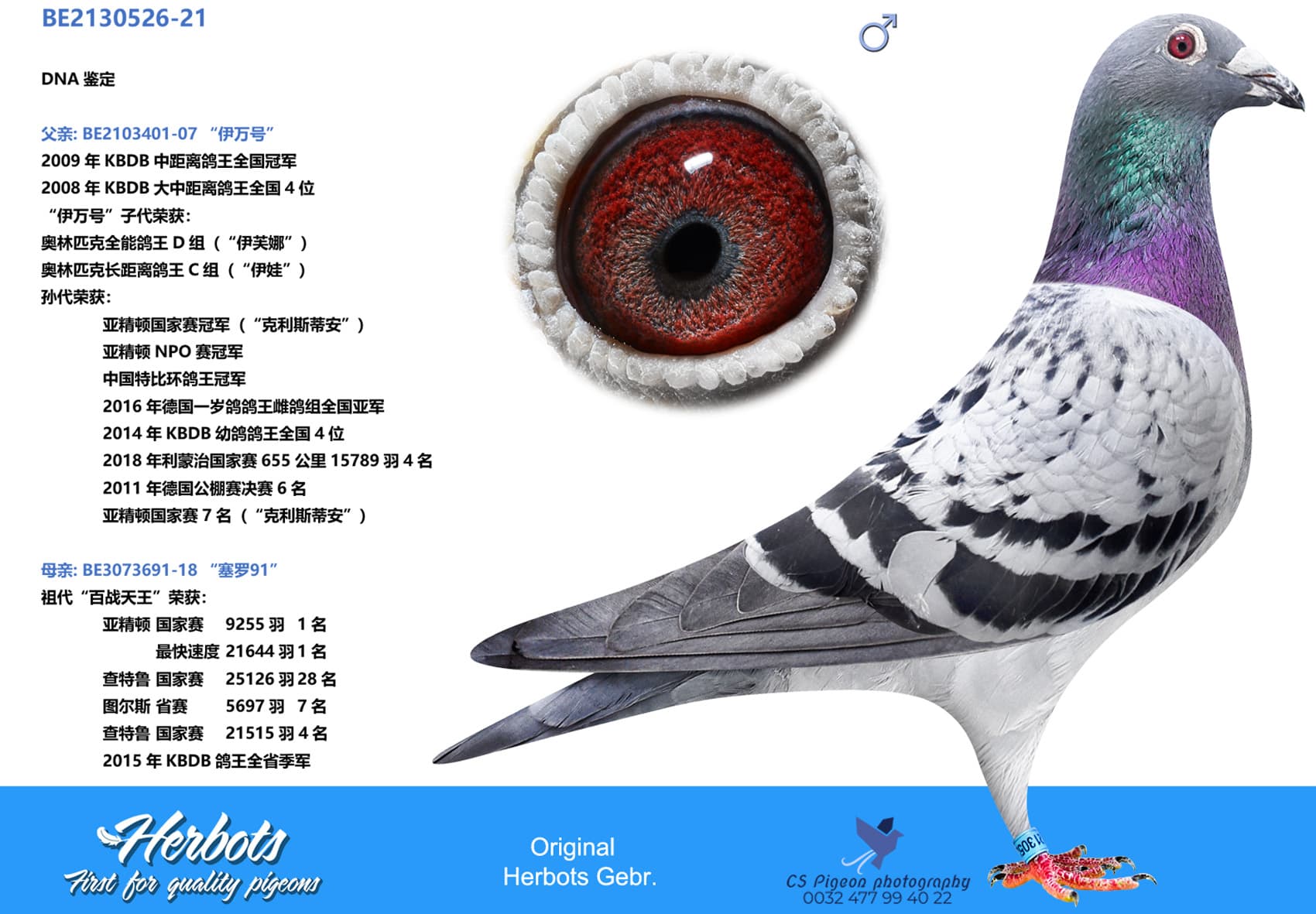 pigeon: '526-Son Yvan'
