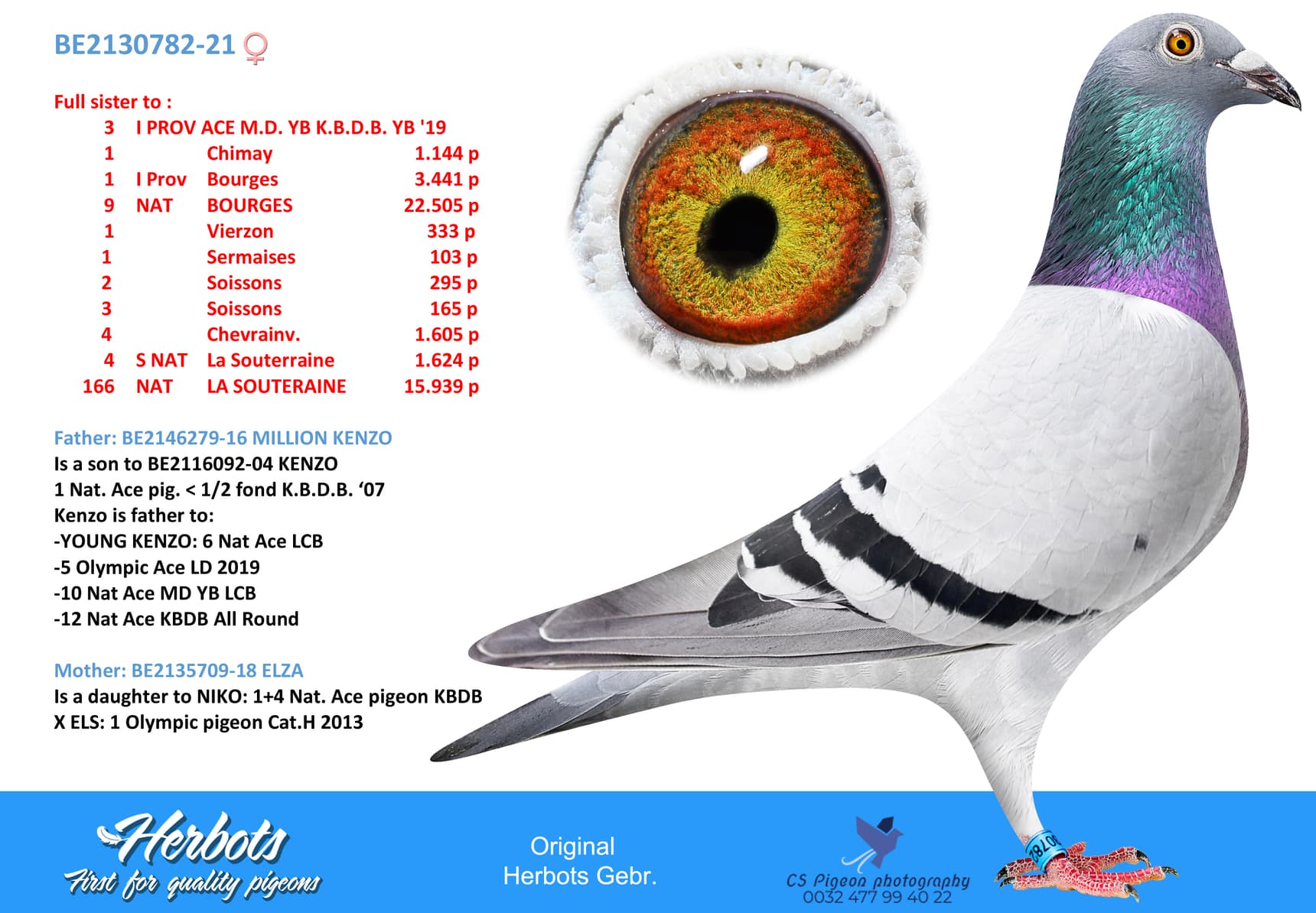 pigeon: undefined
