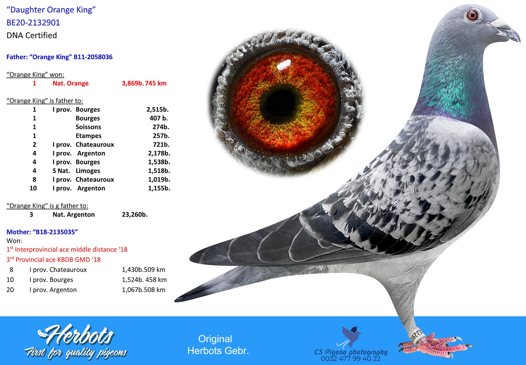 pigeon: “Daughter Orange King”