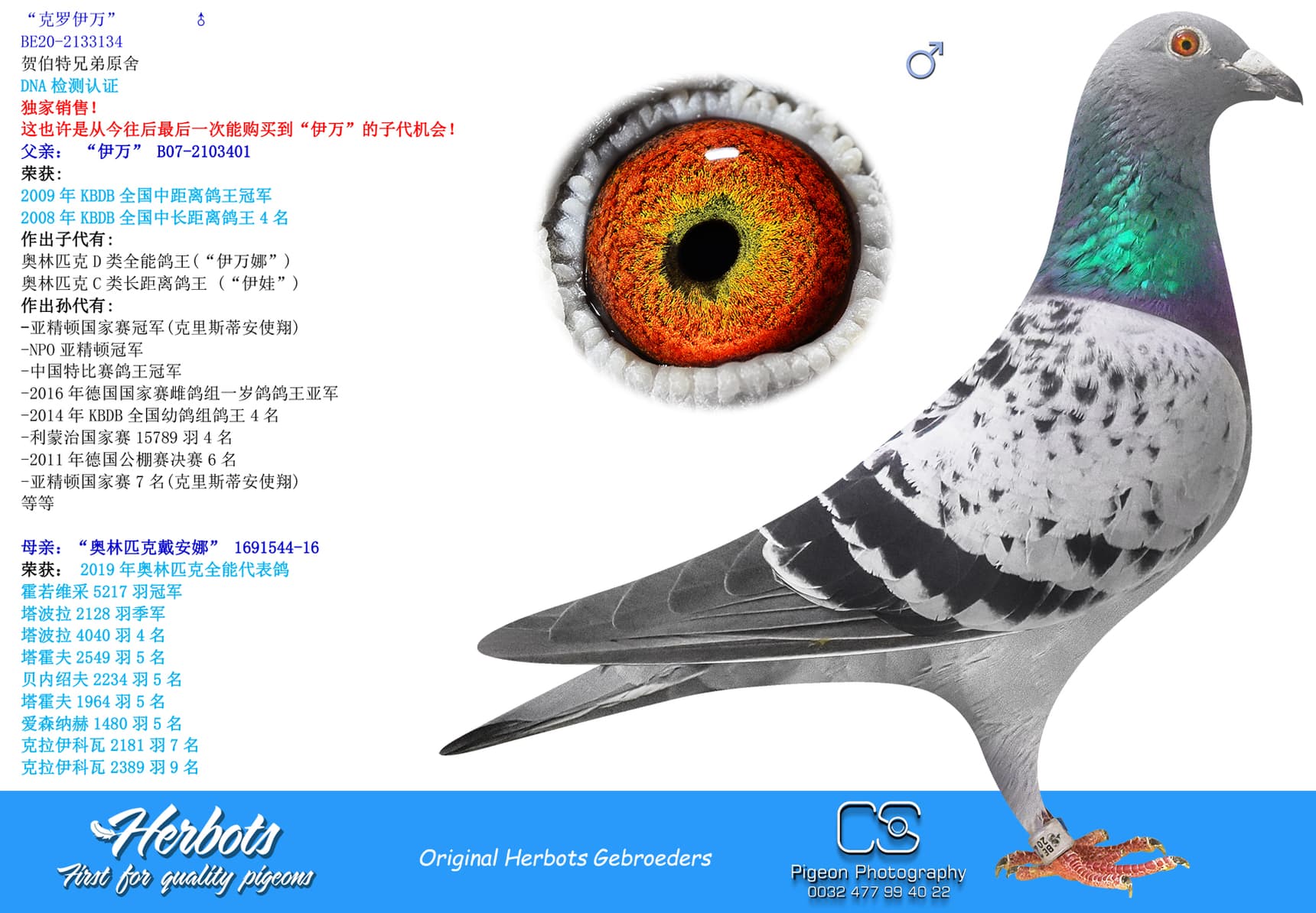 pigeon: “克罗伊万”