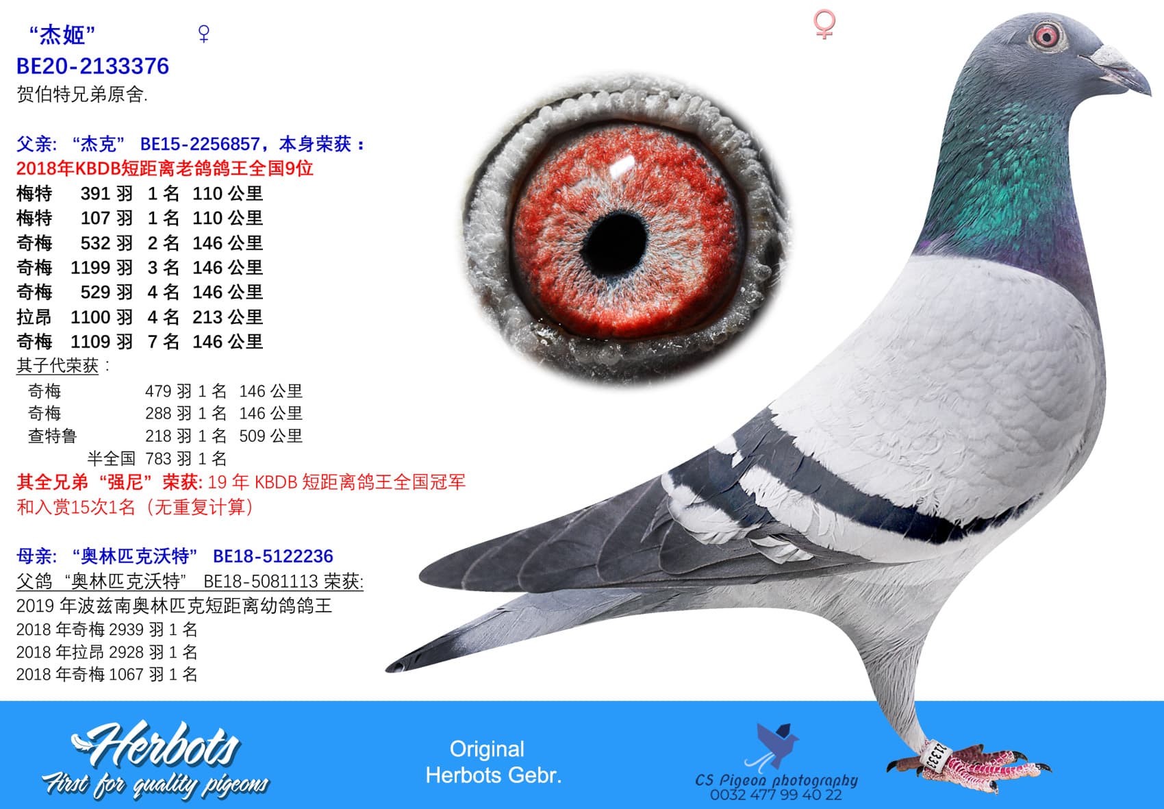 pigeon: undefined