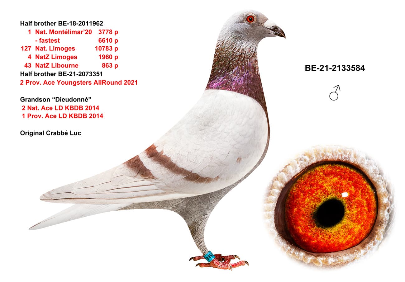 pigeon: undefined