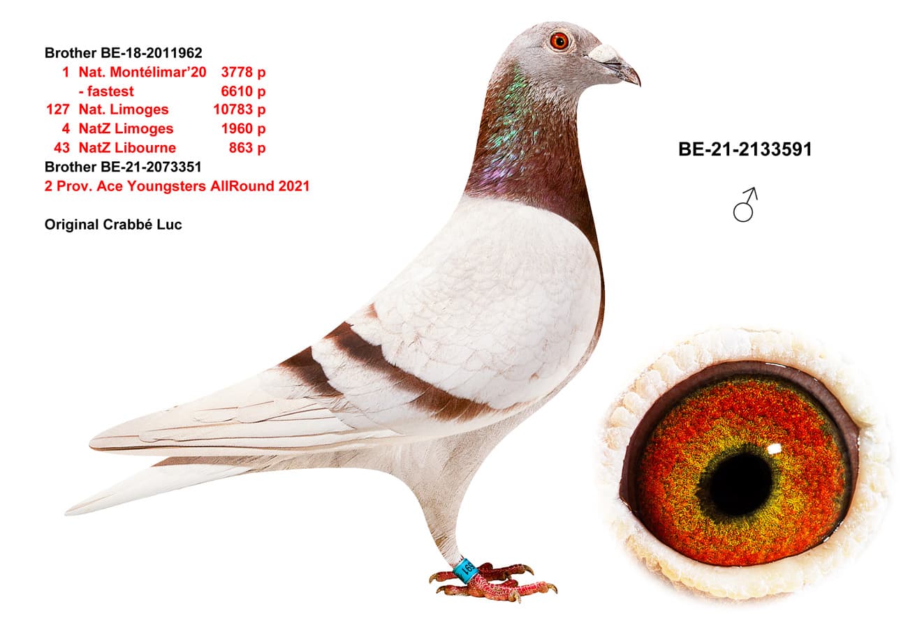 pigeon: undefined