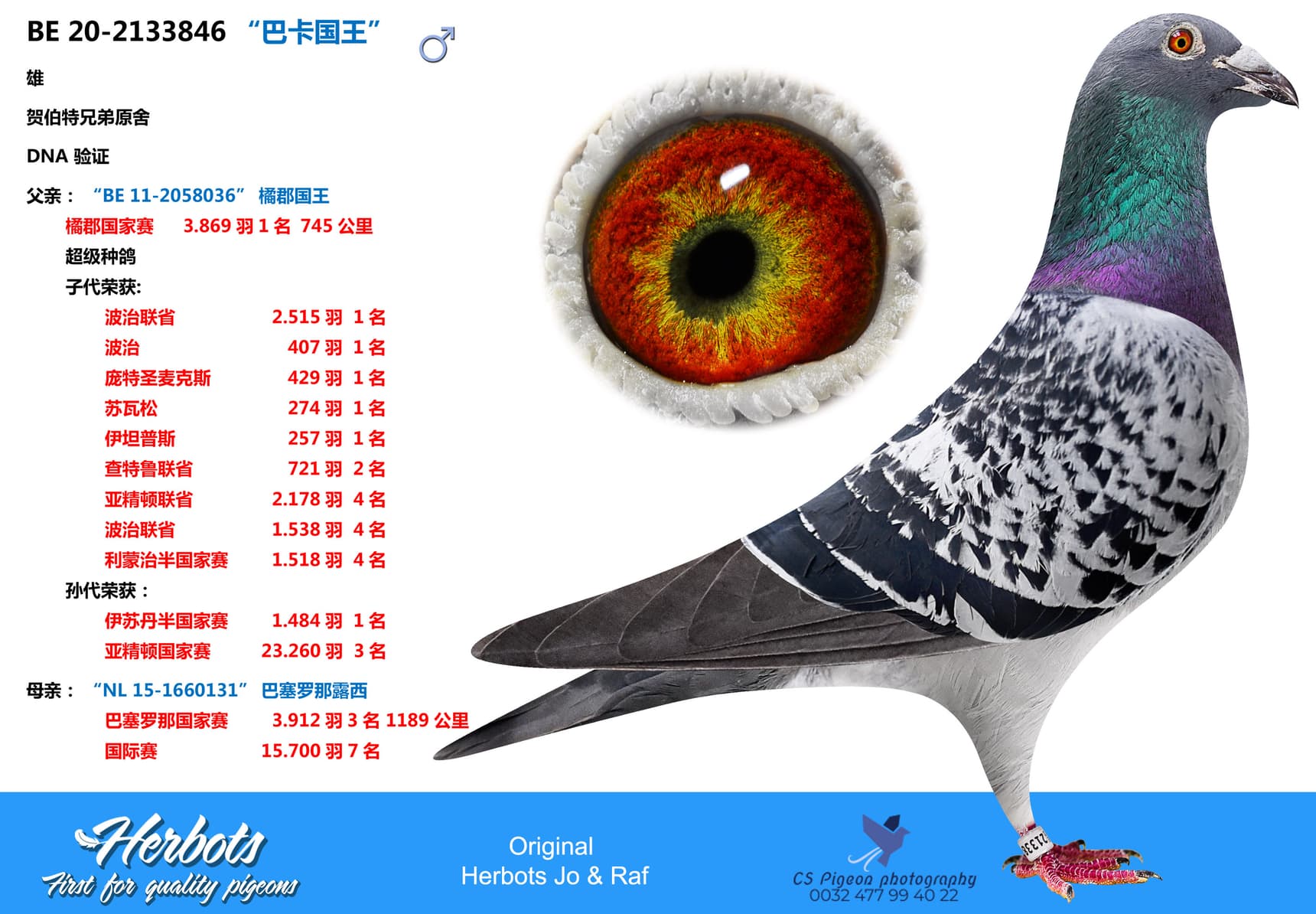 pigeon: undefined