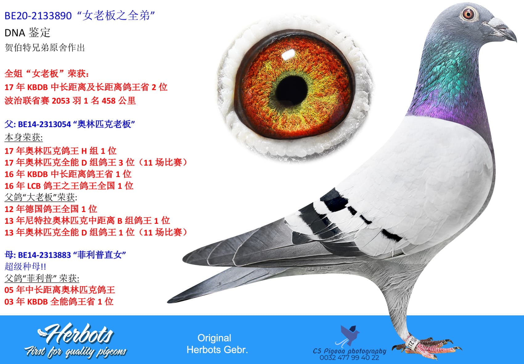 pigeon: “女老板之全弟”
