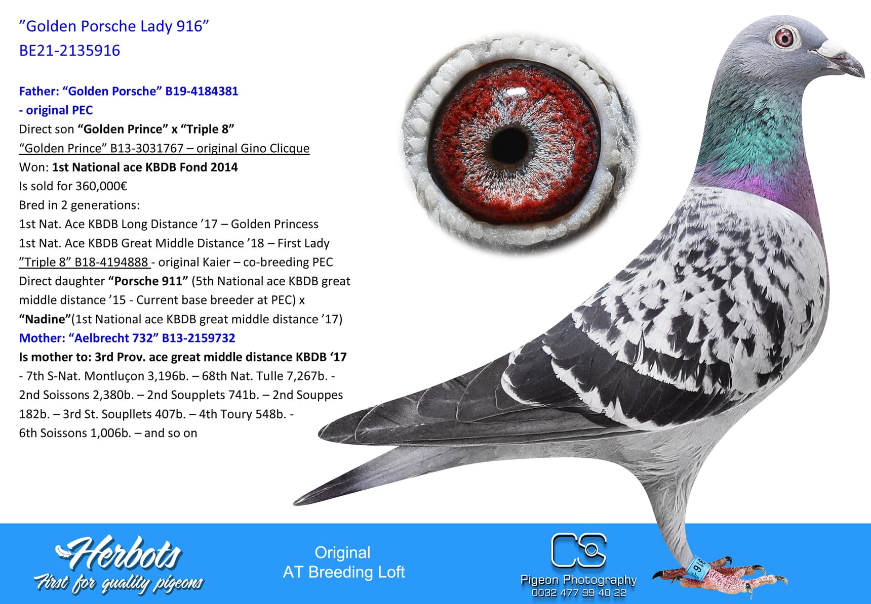 pigeon: ”Golden Porsche Lady 916”