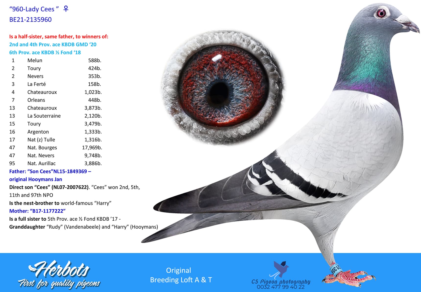 pigeon: undefined