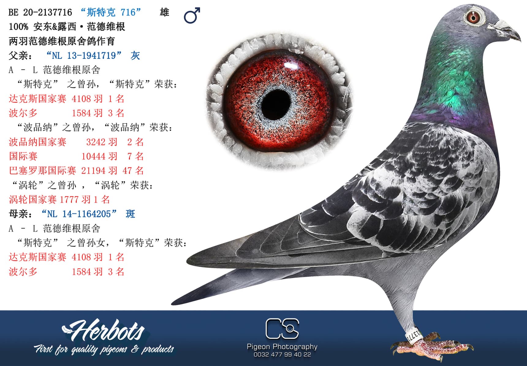 pigeon: “斯特克 716”