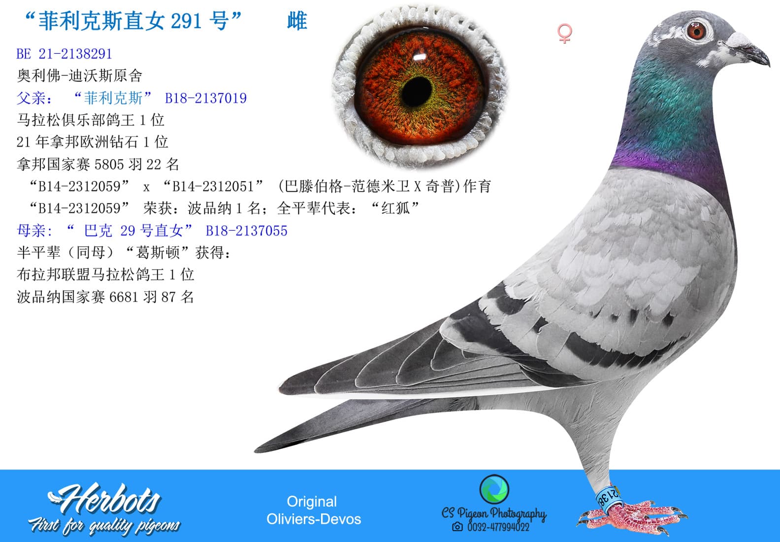 pigeon: undefined