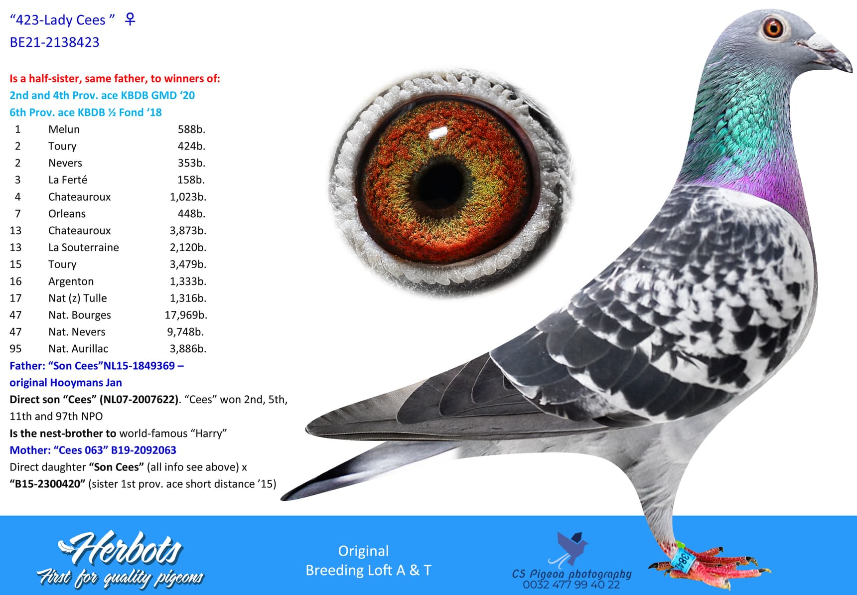 pigeon: undefined