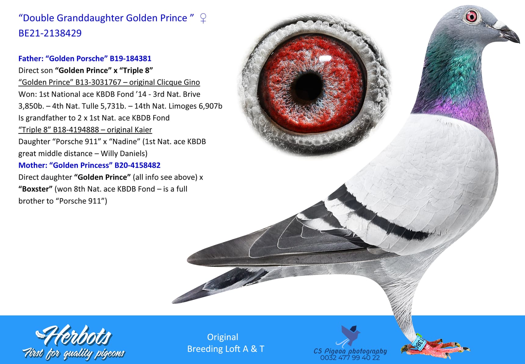 pigeon: undefined