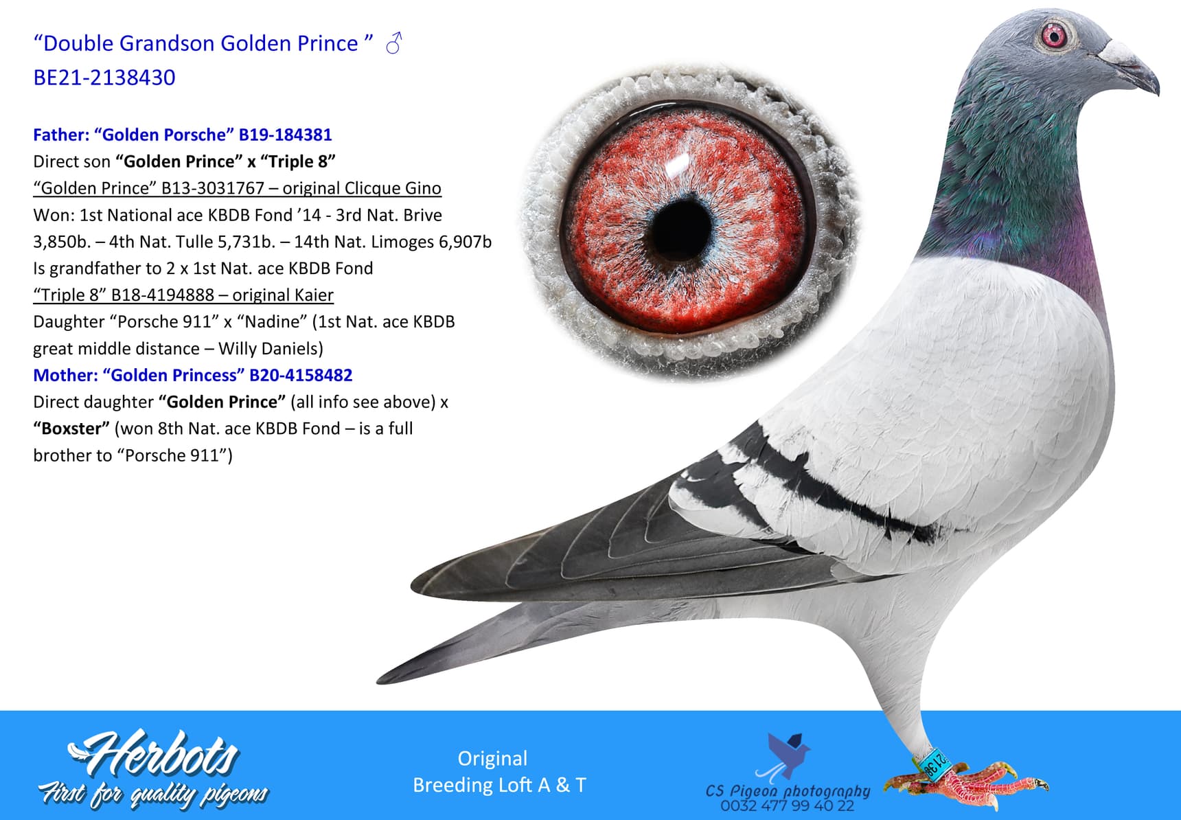 pigeon: undefined