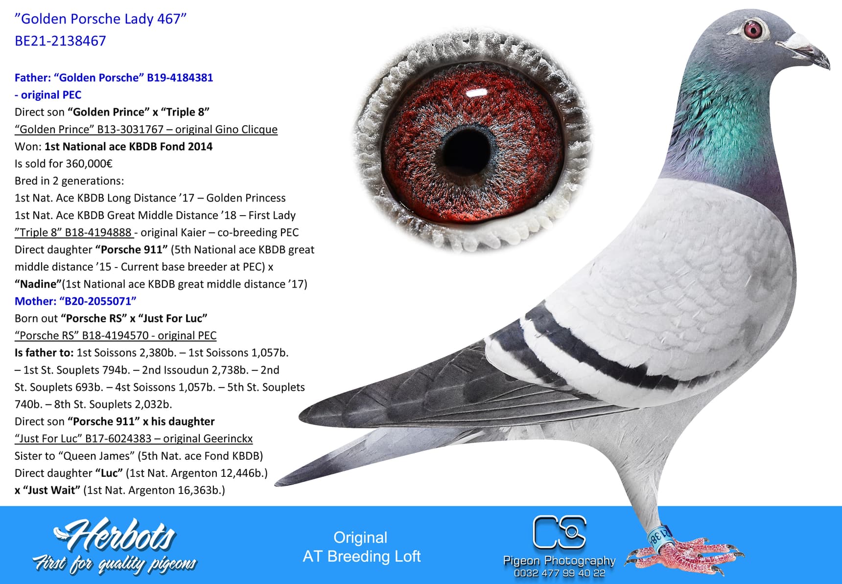 pigeon: undefined