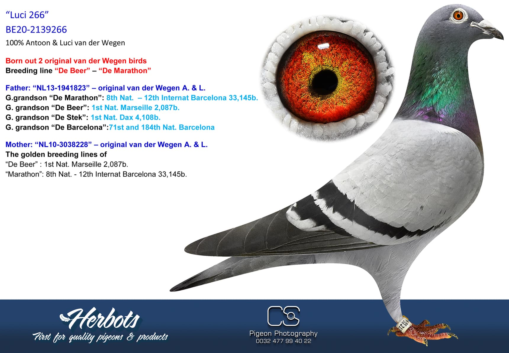 pigeon: “Luci 266”