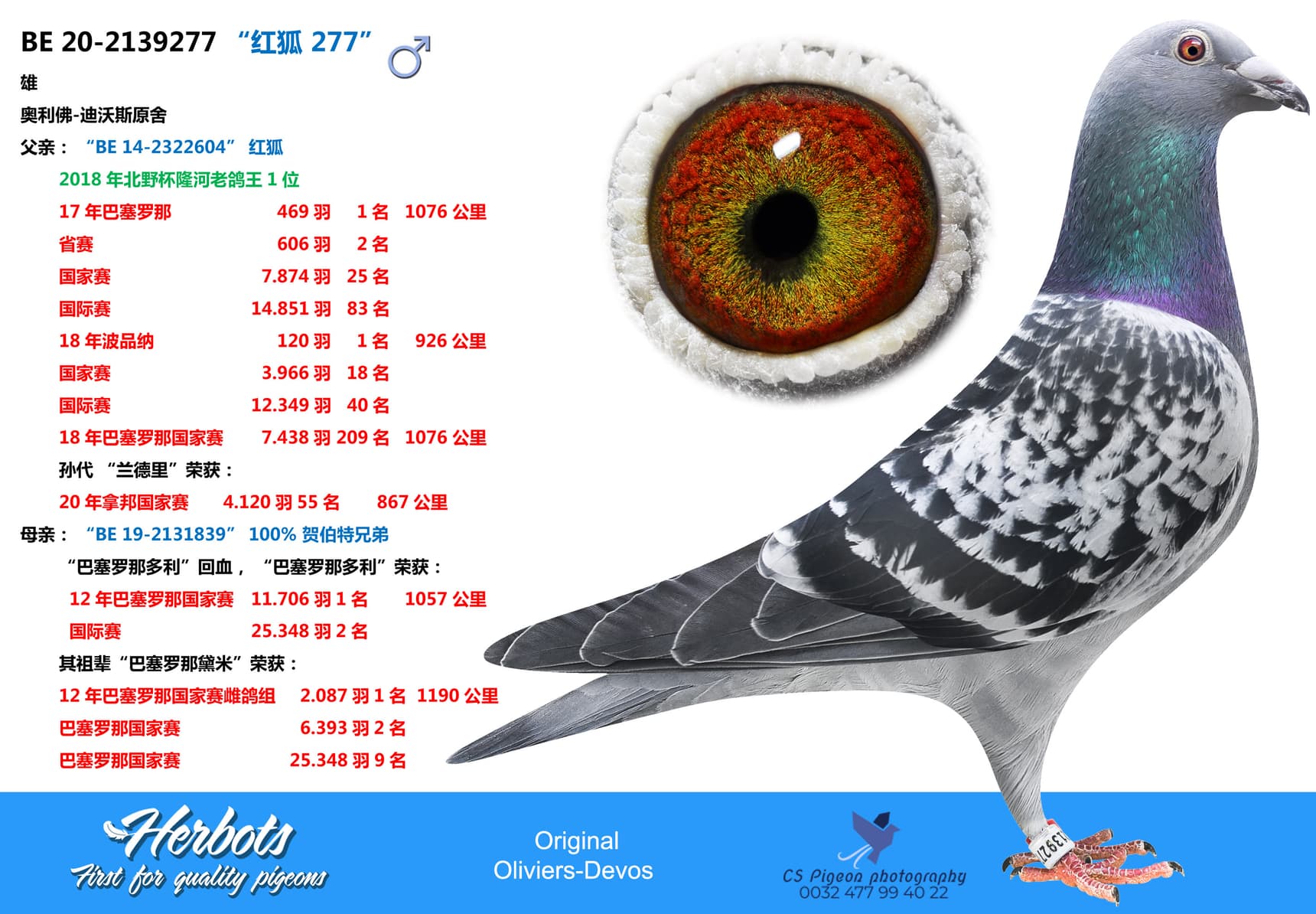 pigeon: “红狐 277”