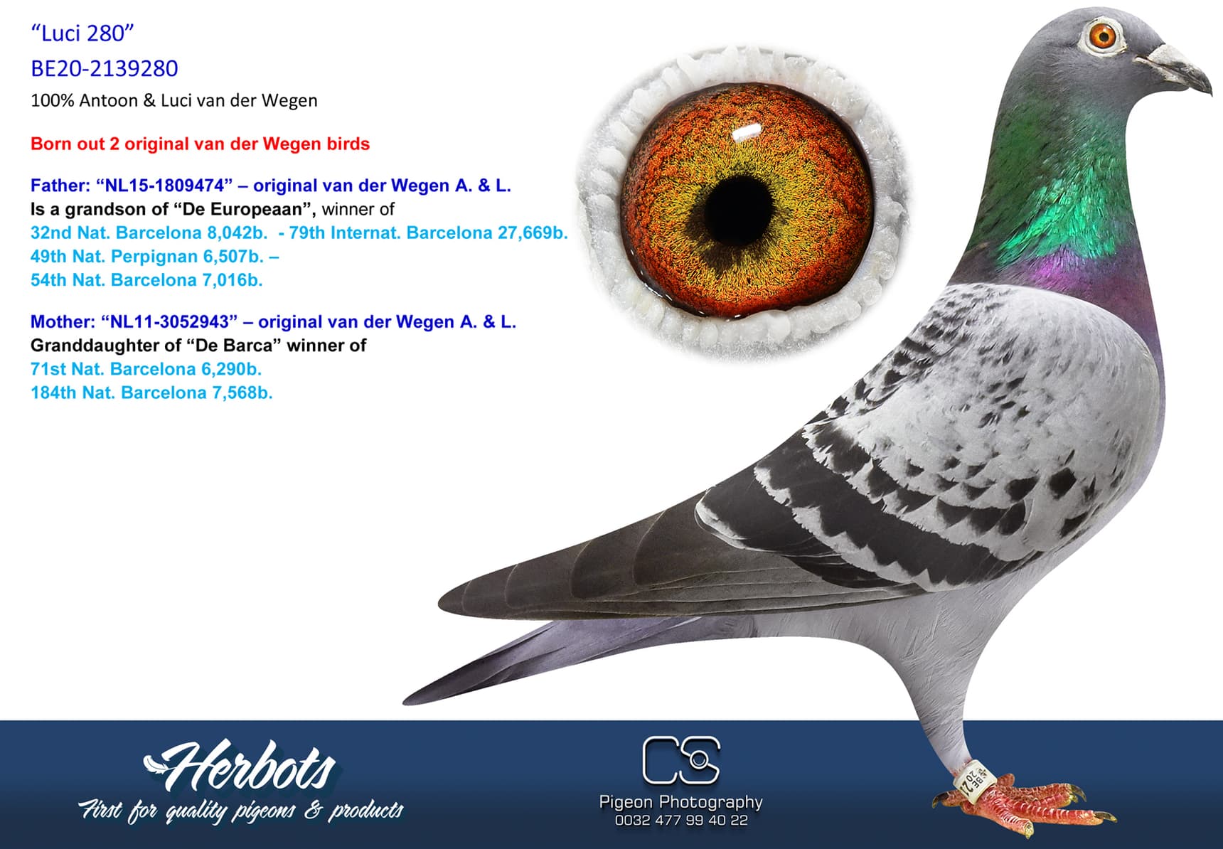 pigeon: “Luci 280”