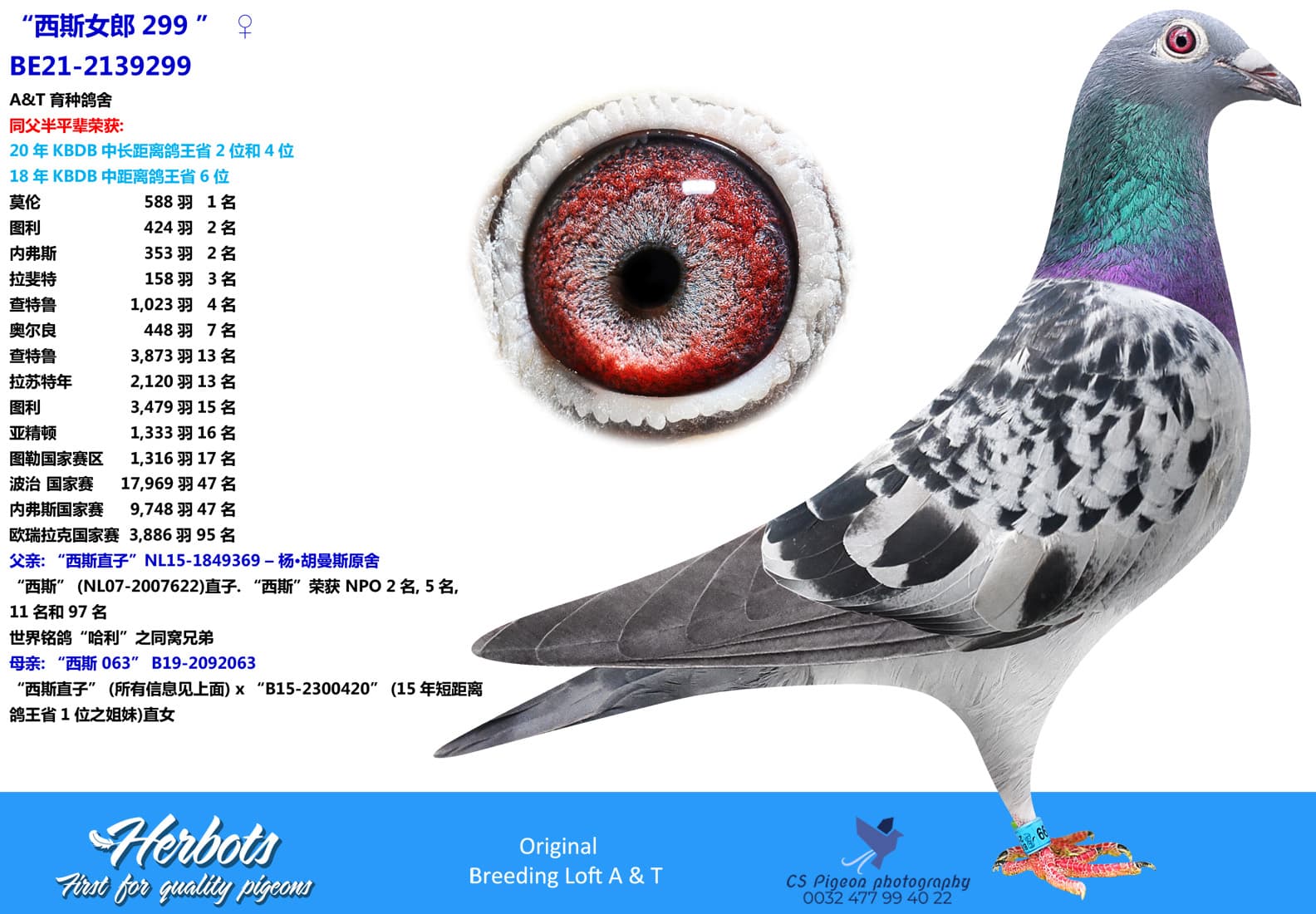 pigeon: “西斯女郎299”