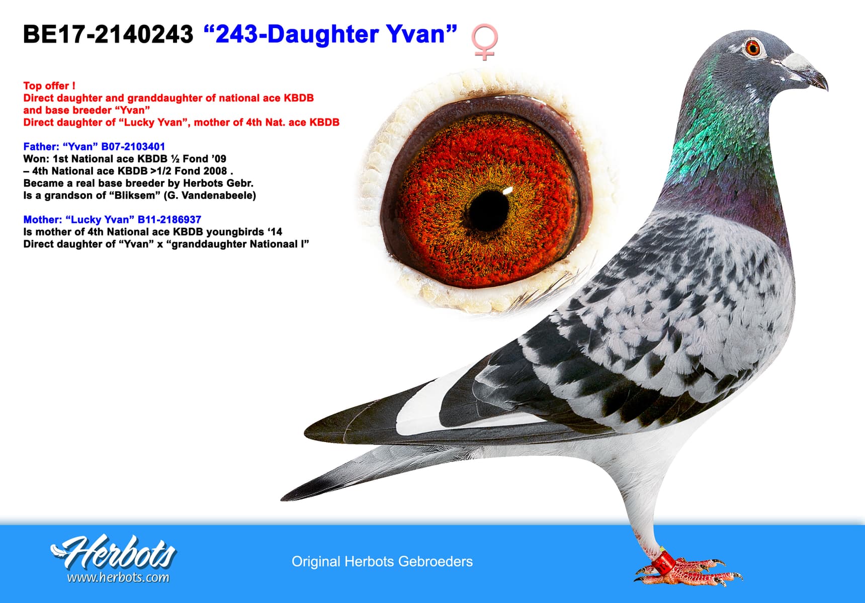 pigeon: “243-Daughter Yvan”