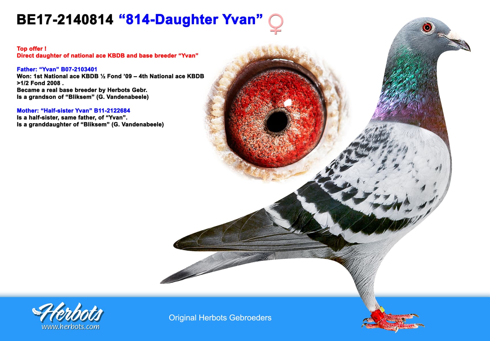 pigeon: “814-Daughter Yvan”