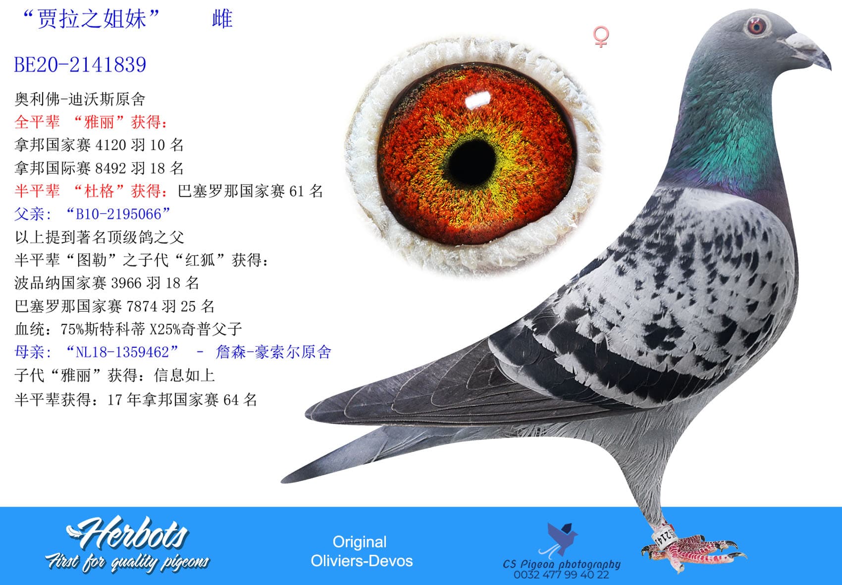 pigeon: undefined