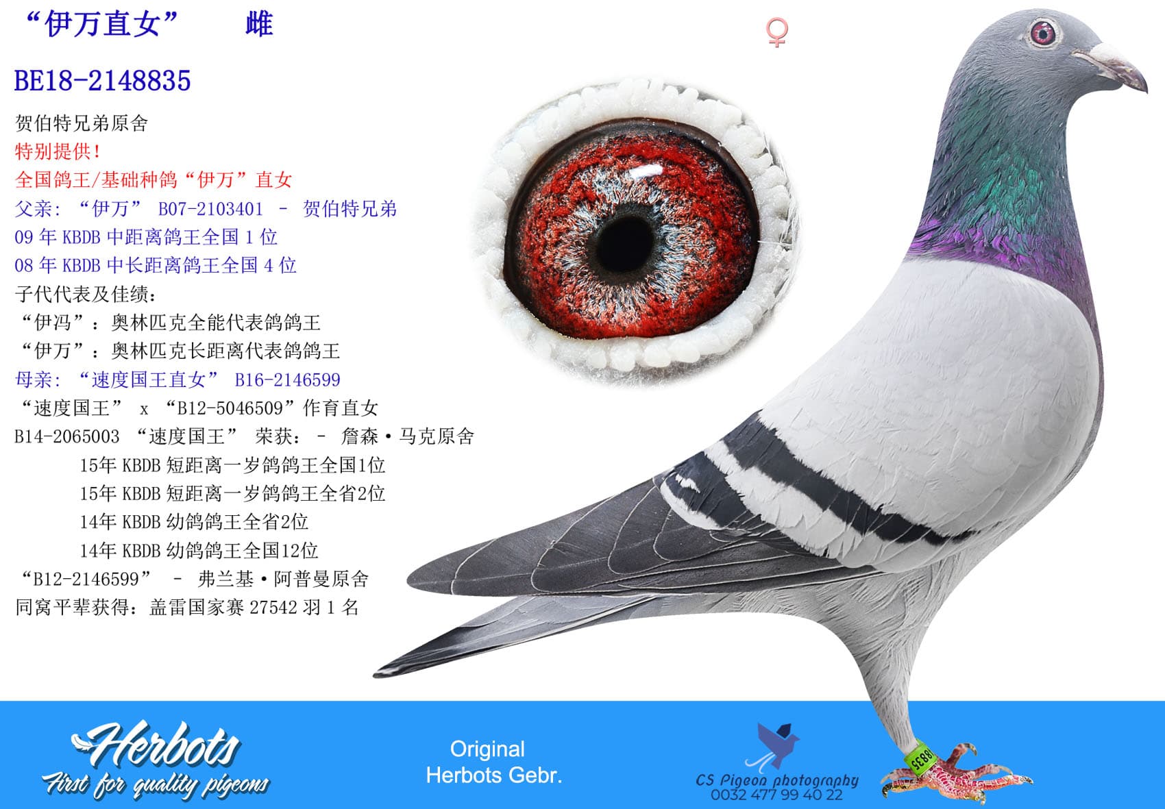 pigeon: undefined