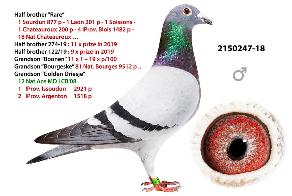 pigeon: undefined