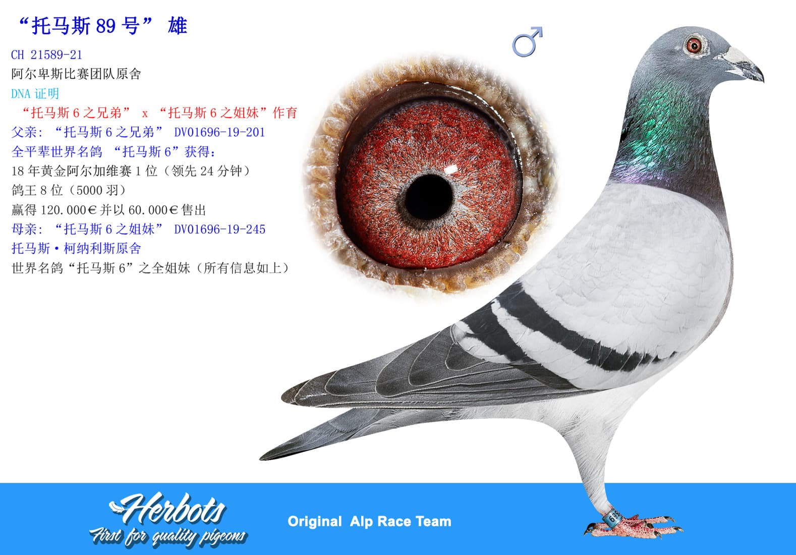 pigeon: “托马斯89号”