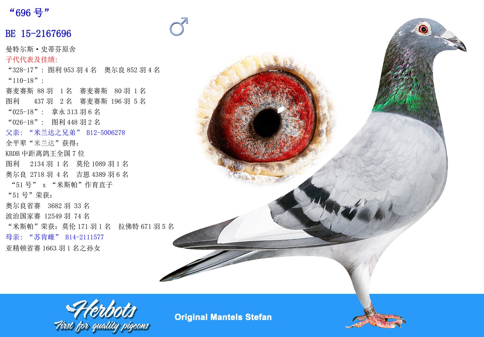 pigeon: undefined