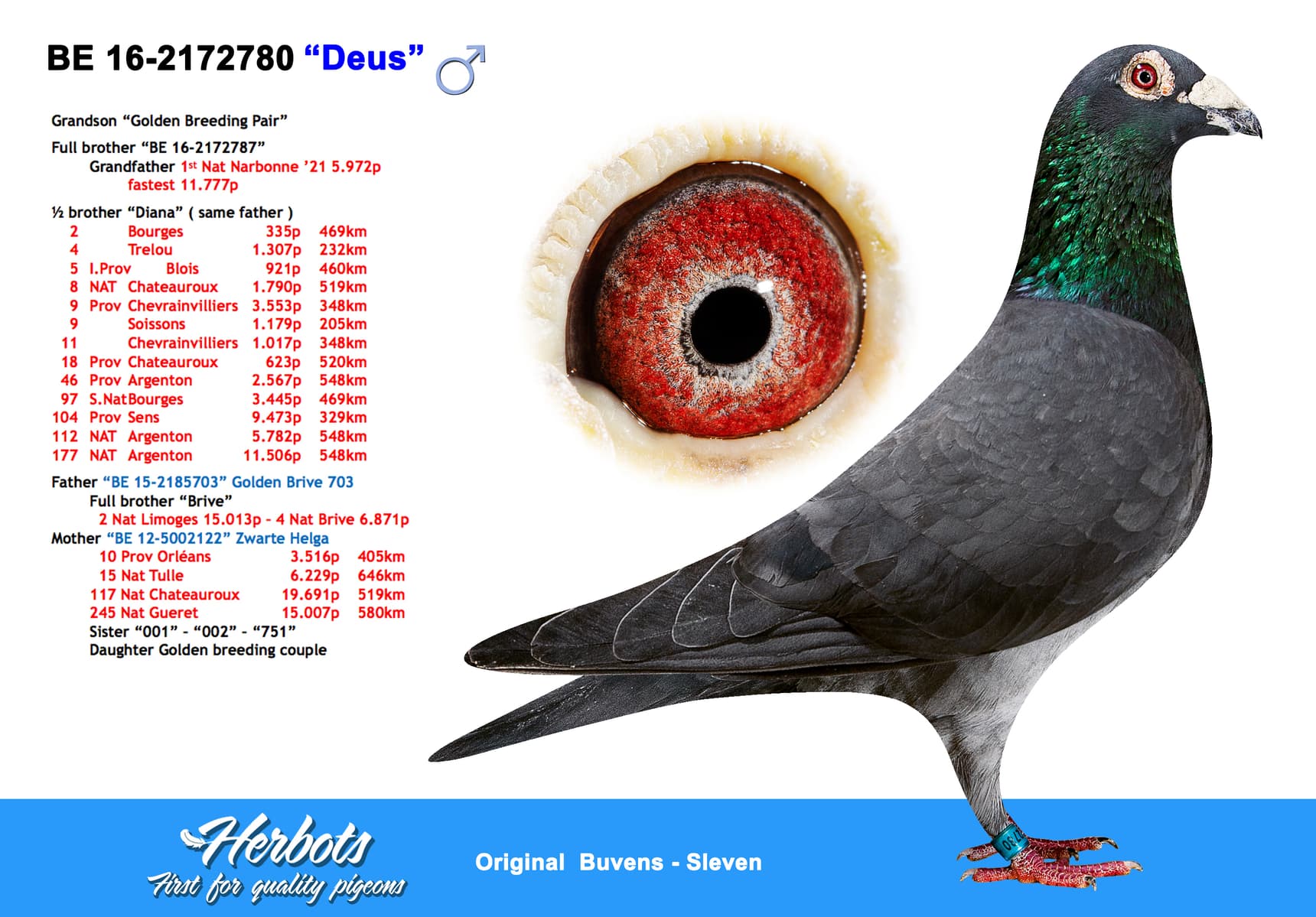 pigeon: undefined